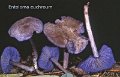 Entoloma euchroum-amf788